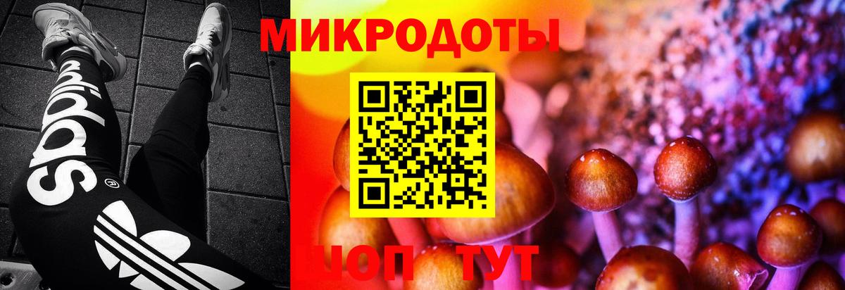 Псилоцибиновые грибы Psilocybine cubensis Магадан